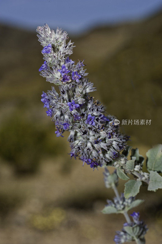 沙漠薰衣草，Condea emoryi或Hyptis emoryi，约书亚树国家公园，加利福尼亚州，莫哈韦沙漠。唇形科。